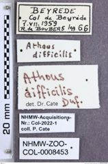 Etikette zu Athous (Orthathous) difficilis (Dufour, 1843) (NHMW-ZOO-COL-0008453)